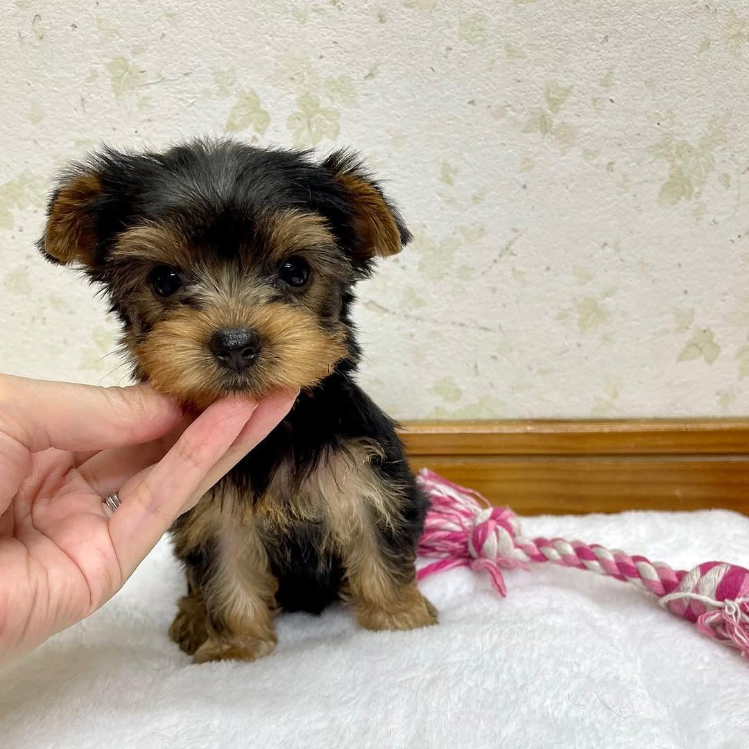 Rosie